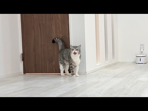 治療のために何度も病院に連れて行かれて人間不信になった猫が家出しようとしてました…(YouTube)