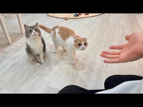 友達の家の猫たちと遊んで帰ってきたら匂いに気づかれてこうなっちゃいました…(YouTube)