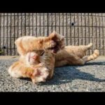 道路で寝転ぶ島の猫をナデナデしてちゅーるをやる(YouTube)