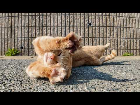 道路で寝転ぶ島の猫をナデナデしてちゅーるをやる(YouTube)