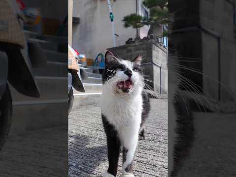 猫島の通りで出会った控えめに甘えてくる猫をナデナデすると付いてくるようになった(YouTube)