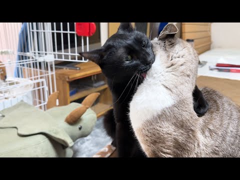 好調すぎる黒猫君が姉猫にやっちゃいました・・・(YouTube)