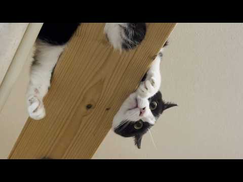 ナ～ンと鳴くのは寂しい時が多い猫(YouTube)