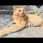 島の路地裏で貫禄がある猫さん達を順番にモフる(YouTube)