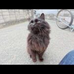 モフモフの黒猫ちゃんが「もっとモフれー！」とパンチしてきた(YouTube)