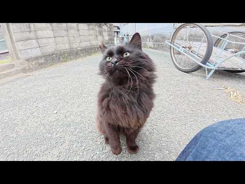 モフモフの黒猫ちゃんが「もっとモフれー！」とパンチしてきた(YouTube)