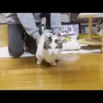 息子のスパルタなダイエットメニューで痩せると決めた猫(YouTube)