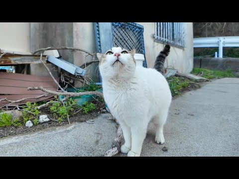 漁港の猫ちゃん、めちゃめちゃ甘えてきた(YouTube)