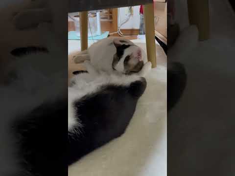 ただただ豆大福がひまわりを舐めてるだけなのですが・・・(YouTube)
