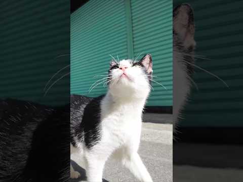 商店街の裏通りで人懐っこい猫に出会った(YouTube)