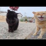 島の神社に行くと、茶トラ猫と黒猫の仲良しコンビ＋１匹が出迎えてくれた(YouTube)
