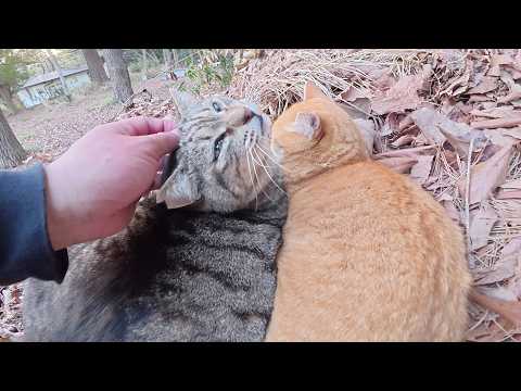 夕食後、仲良し猫カップルが落ち葉のベッドでくっついてお昼寝する(YouTube)