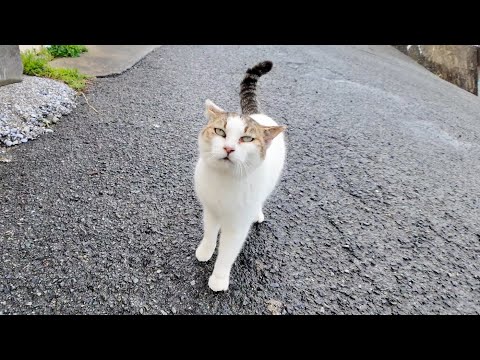 港のレストラン前にいた猫ちゃん、ナデナデすると喜んで足下にスリスリしてきた(YouTube)
