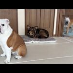 まるこの愛情のおかげで保護犬が隅っこ暮らしを卒業する事が出来ました！(YouTube)