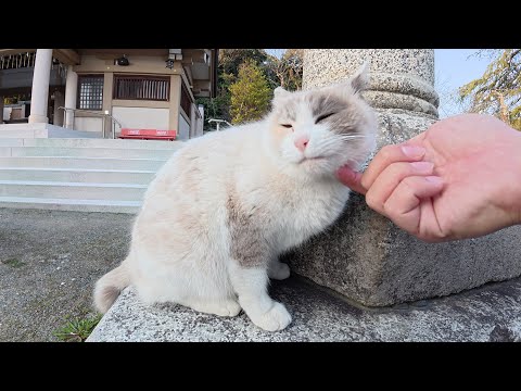 猫の神主さんと神社をお散歩して、おみくじを引いた結果…(YouTube)