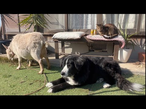 庭に山羊と犬と猫が居ても平和です(YouTube)