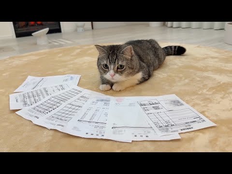 もち様の腎臓病治療の請求書が届いたので開けてみたらとんでもない金額でした…(YouTube)