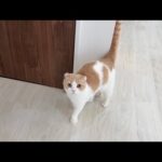 末っ子に1人でお留守番をお願いしたら寂しすぎてこうなっちゃいました…(YouTube)