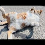 キジシロ猫が人間の前でコロンコロンと転がってお腹を見せてくる(YouTube)