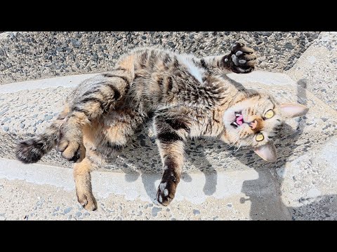 茶シロ猫が「今忙しいからこの子と遊んで！」とキジトラ猫を紹介してくれた(YouTube)