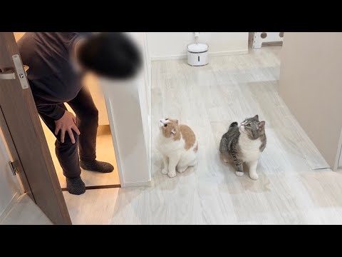 お留守番中に急に遊びに来た父を飼い主だと勘違いして出迎えた猫たちの反応が可愛すぎましたw(YouTube)