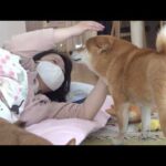 咳でしんどいママ‥その隣には付きっきりで看病する柴犬の姿がありました。(YouTube)