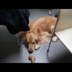 今度は飼い主が入院したわん(YouTube)