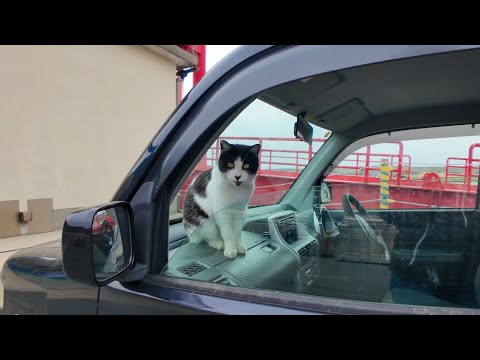 猫島に着いてフェリーを降りると港に駐車中の車の中から猫が挨拶してきた(YouTube)