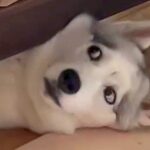 『大型の子犬』をお迎え→小型犬たちがビビってしまうかと思いきや…『想定外だった光景』が214万再生「気遣ってるの草」「目が泳いでるｗ」(ブログ)