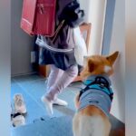 新学期で女の子がランドセルを背負うと、犬が…わかりやす過ぎる『愛おしい反応』が234万再生「背中で語り過ぎてる」「ふて寝可愛いｗ」(ブログ)