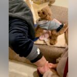 昔に大きな手術をしたおじいちゃん→マッサージしていたら、犬が勘違いして…まさかの行動に悶絶の声「大好きなのね」「可愛い」と２万再生(ブログ)