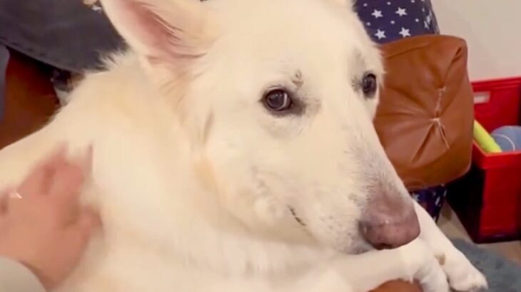 『カッコイイ大型犬』がご飯の後に…見た目からは考えられない『赤ちゃん過ぎる要求』が79万再生「幸せな気分になった」「言葉理解してる」(ブログ)