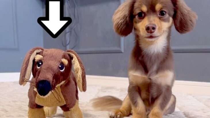 犬に『自分にそっくりなぬいぐるみ』を渡したら…まさかの『無慈悲すぎる対応』が20万再生「勝ち誇った顔で草」「達成感伝わってきたｗ」と爆笑(ブログ)