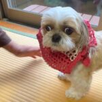 大好きなおじいちゃんおばあちゃんの家に遊びに来たら、犬が…まるで本当の孫のような『尊い光景』が9万再生「癒された」「幸せな家庭」と悶絶(ブログ)