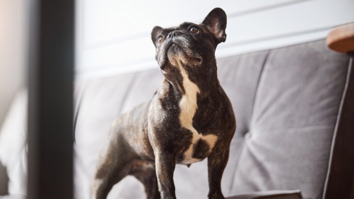 犬が壁をボーっと見つめているときの心理3つ　奇妙な行動に隠されている意外な理由とは(ブログ)