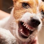 犬が『キレるようになる』絶対NG行為7つ　怒りっぽい性格になる要因やおとなしく育てるコツまで(ブログ)