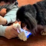 スマホをいじっていたら、犬が『遊んでほしい』と近づいてきて…絶対に断れない誘い方が97万再生「ちゃんと分かってる」「ワンコって健気」(ブログ)