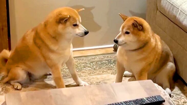 さっきまでケンカしていた2匹の犬→人間のような『気まずい空気感』に爆笑と絶賛の声「謝るタイミング探してて草」「笑った」と1万いいね(ブログ)