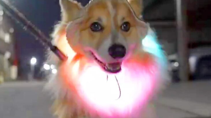 すれ違った親子に『あの犬お祭りみたい！』と言われ…思った以上にパレードな『可愛すぎるお散歩風景』に1万いいね「ぜひ遭遇したい」と絶賛(ブログ)