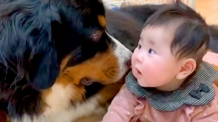 『赤ちゃんと大型犬が一緒に育った』結果…涙が出るほど『仲良しすぎる光景』が15万再生「種を超えた兄弟」「すごく素敵な関係性」と大絶賛の声(ブログ)