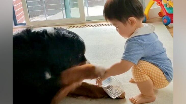 超大型犬が持つ『ペットボトル』が欲しい赤ちゃん→取ろうとした結果…『現実を突きつけられる光景』が24万再生「ホントの兄妹みたい」と反響(ブログ)