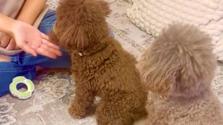 並んでいる2匹の犬に『おて』と言ってみた結果…芸人顔負けの『コントを始めてしまう光景』が250万再生「ドリフみたいｗ」「声出して笑った」(ブログ)