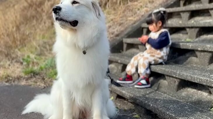2歳の女の子が超大型犬とお散歩→歩き始めると…想像を超える『やさしすぎる対応』が50万再生　一番に考えているのがよくわかる光景に悶絶(ブログ)