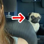 行き先が『動物病院』だと気付いた犬→車の後部座席で見せた『絶望的な表情』に1万いいね「気付いちゃったｗ」「絶望感漂ってて草」と爆笑(ブログ)