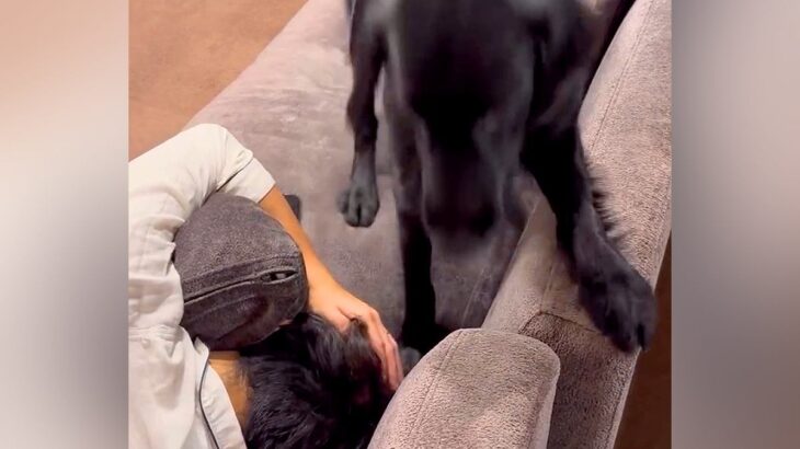 パパがなかなか起きないので、大型犬に『起こして』とお願いした結果…想像以上に激しい『目覚まし方法』が話題「突撃ｗ」「ほんと可愛い」(ブログ)
