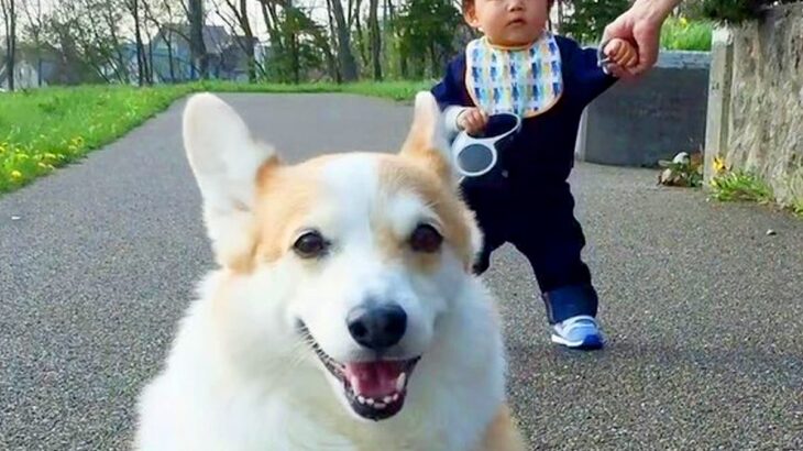 お散歩する０歳の赤ちゃんと４歳の犬→８年後…あまりにも尊い『立場逆転した光景』が146万再生「目から水が…」「一緒に成長してる」と感動(ブログ)