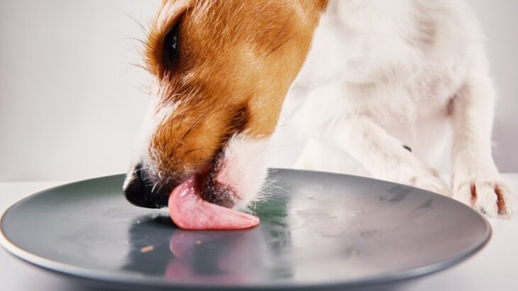 犬に使ってはいけない『食器』の特徴５選　愛犬がストレスに感じる危険なお皿とは？(ブログ)