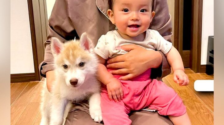 『小さくて可愛い赤ちゃん犬が…』目を疑うほどの速度で巨大化→1歳間近になった『現在の姿』が衝撃的だと11万再生「可愛いの大渋滞」と悶絶(ブログ)