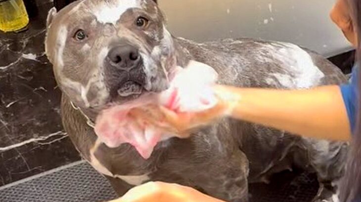 お風呂が大好き過ぎる犬→想定以上に『いい子すぎる入浴シーン』に称賛の声「クルクルしちゃうの可愛すぎる」「子グマみたいで最高」と21万再生(ブログ)