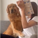 ソファで本を読もうとしたら、大型犬が構って攻撃をしてきて…大好きすぎて見せた『かわいい攻防戦』が17万再生「表情に出すぎてて草」と絶賛(ブログ)